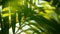 Blur tropical green palm leaf with sun light, abstract natural background with bokeh. Defocused Lush Foliage