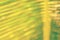 Blur tropical palm leaf abstract background.