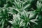 Blur tropical plant green leaf for home decoration art
