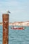 Blur view over Venetian Grand Canal downtown and a Seagal sitting on the wooden dock post, Venice, Italy, summer, details