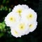 Blur white chrysanthemum blossom background
