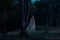 A blur white ghost under big tree in ancient forest