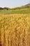 Blur yellow Barley field