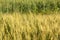 Blur yellow Barley field grain growth