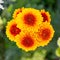 Blur yellow chrysanthemum blossom background