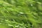 Blured Background of Grass