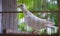 blurr white dove trapped in a wooden cage, pet bird tame animal