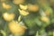 BlurrBlurry natural green and yellow meadow background macro. soft focus.  shallow depth of field. Toned vintage image