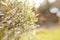 Blurred abstract background with bokeh with branches of willow.