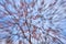 Blurred abstract background of branches of pink cherry blossoms, Sakura.
