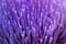 Blurred abstract background. Close-up petals of purple artichoke