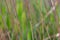Blurred Abstract background of green and wilted grass in the meadow, natural background