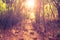 Blurred abstract background photo of forest with surreal motion blur effect