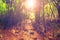 Blurred abstract background photo of forest with surreal motion blur effect