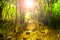 Blurred abstract background photo of forest with surreal motion blur effect