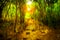 Blurred abstract background photo of forest with surreal motion blur effect