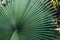 Blurred abstract of big green palm leaf