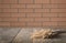 Blurred and abstract pattern. Wooden tabletop with ears of wheat and defocused brick wall background for display or montage.