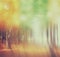 Blurred abstract photo of light burst among trees.