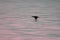 Blurred aesthetic nature background image of aquatic sea bird at