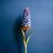 Blurred Analog Photograph Of Single Hyacinth In Front Of Dark Blue Wall