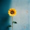 Blurred Analog Photograph Of Sunflower In Front Of Dark Blue Wall