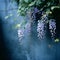 Blurred Analog Photograph Of Wisteria In Front Of Dark Blue Wall