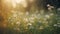 Blurred atmospheric background of a sunny morning meadow.