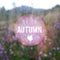 Blurred autumn retro card with heath, moor landscape,