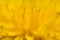 Blurred backgroun from yellow dandelin in macro