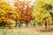 Blurred background autumn forest, abstract art sunny autumn park, glow yellow october view