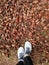 blurred background for the background, feet in sneakers pine cones, carpet of cones in the forest, autumn forest. pinecones feet