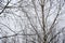 Blurred background of bare branches of birch