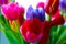 Blurred background. Beautiful multi-colored fragrant large tulips