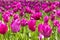 Blurred background beautiful purple delicate tulips in Crimea