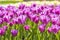 Blurred background beautiful purple delicate tulips in the park