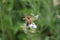 Blurred background. Bee Macrophotography. Amazing beauty.