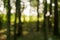 Blurred background of beech forest in the evening