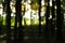 Blurred background of beech forest in the evening