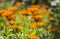 Blurred background with blooming calendula in summer. Colorful wide horizontal floral Wallpaper