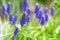 Blurred background blue wildflowers bokeh