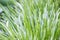 Blurred background,bright green thin grass