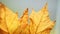 Blurred background with brown dry autumn leaves closeup, maple leaf macro