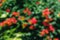 Blurred background of campsis flowers. Campsis radicans in the garden. Flowers background