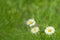 Blurred background of chamomile flowers. Camomiles daisy flower meadow