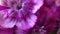 Blurred background with closeup pink dianthus flowers