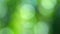 Blurred background of colorful defocused greenery nature background.
