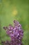 Blurred background of green field with blooming purple lilac flowers in defocus. Morning sunlight. Vertical