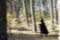 Blurred background for Halloween. A strange surreal man in a long black cape wanders lonely through the mystical forest.