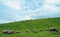 Blurred background of a herd of buffalos